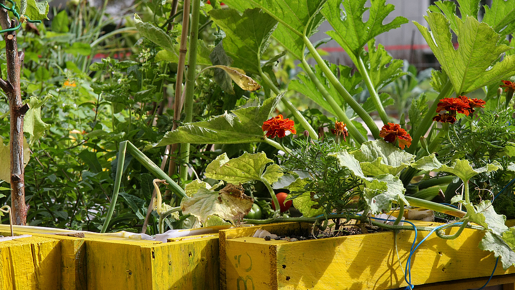 Pflanzkästen mit Gemüsepflanzen