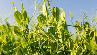 Erbsenanbau auf einem Feld