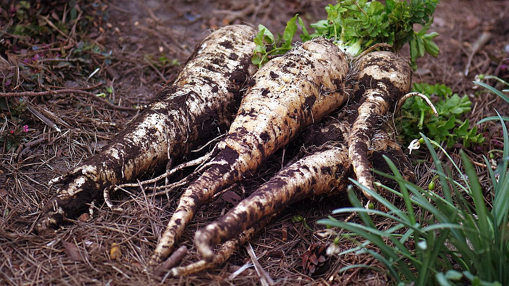 Frisch geerntete Pastinaken mit Resten von Erde liegen auf einem Beet