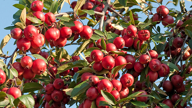 Zier-Apfel 'Red Jade' mit Fruchtbehang