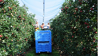 Die Äpfel werden von Hand gepflückt auf der Apfelplantage