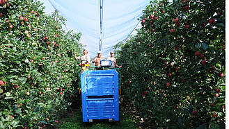 Die Äpfel werden von Hand gepflückt auf der Apfelplantage