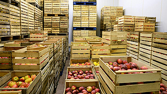 Blick in ein Apfel-Ca-Lager, Lagerung verschiedener Apfelsorten in Kisten in einer kontrolliert gesteuerten Atmosphäre, Controlled Atmosphere. Frischhaltung von Äpfel durch Reifeverzögerung.
