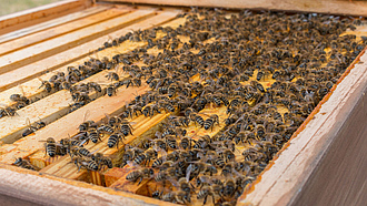 Bienen auf einer offenen Holzbeute.
