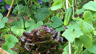 Zwei Reihen mit Gurkenpflanzen, dazwischen ein roter Blattsalat