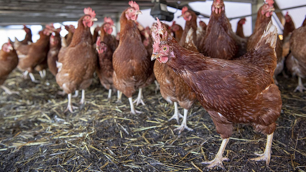 Ein Schwarm brauner Hühner läuft in ihrem Stall herum.