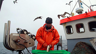 Ein Mann auf einem Fischerboot schlachtet Fisch. Im Hintergrund fliegen Möwen.