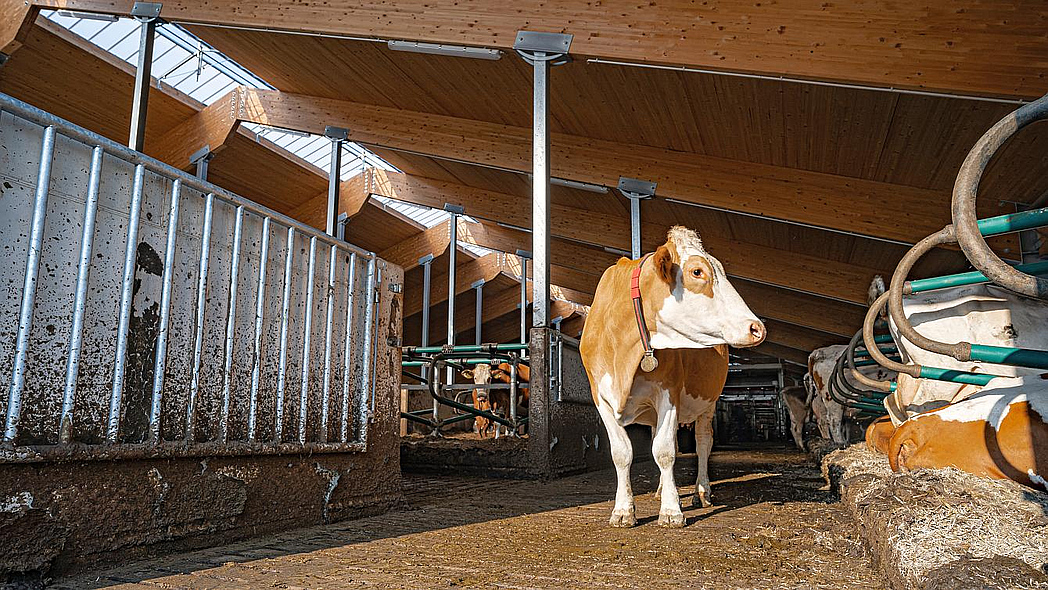 Blick auf eine verkotete Lauffläche in einem Kuhstall. Eine Kuh steht auf der Lauffläche.