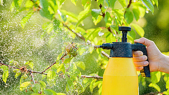 Hand hält Sprayflasche und sprüht Flüssigkeit auf Kirschblätter an einem sonnigen Tag