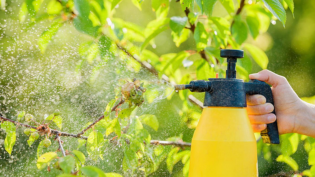 Hand hält Sprayflasche und sprüht Flüssigkeit auf Kirschblätter an einem sonnigen Tag