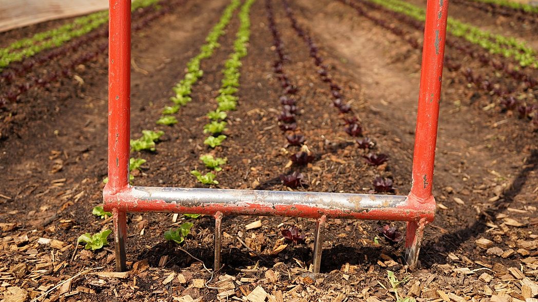 Eine rote Biograbegabel steckt mit den Zinken im Boden eines Beetes, das mit Salat bepflanzt ist.