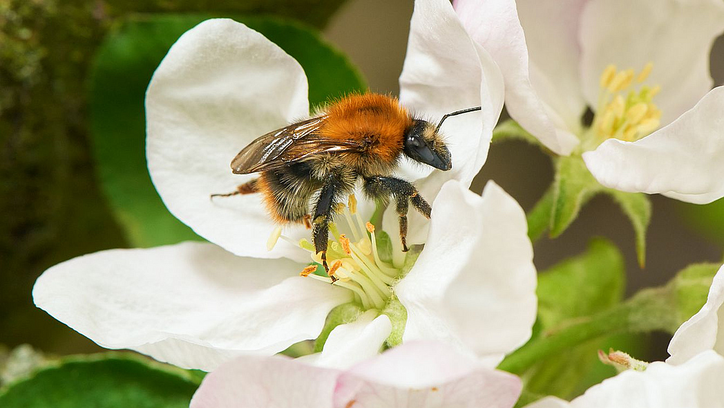 Hummel sitzt auf Apfelblüte