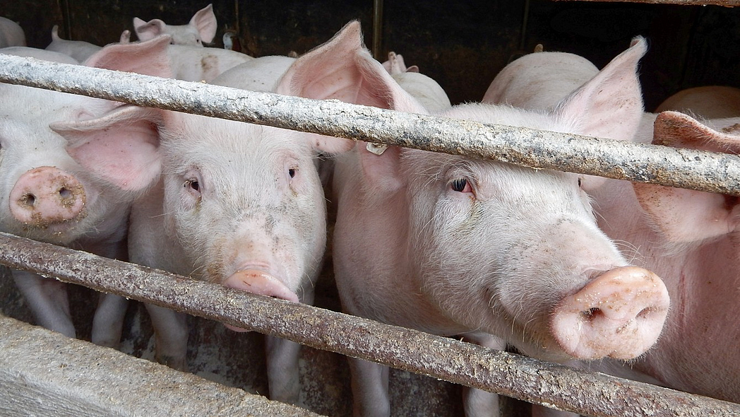 Schweine in einer Bucht