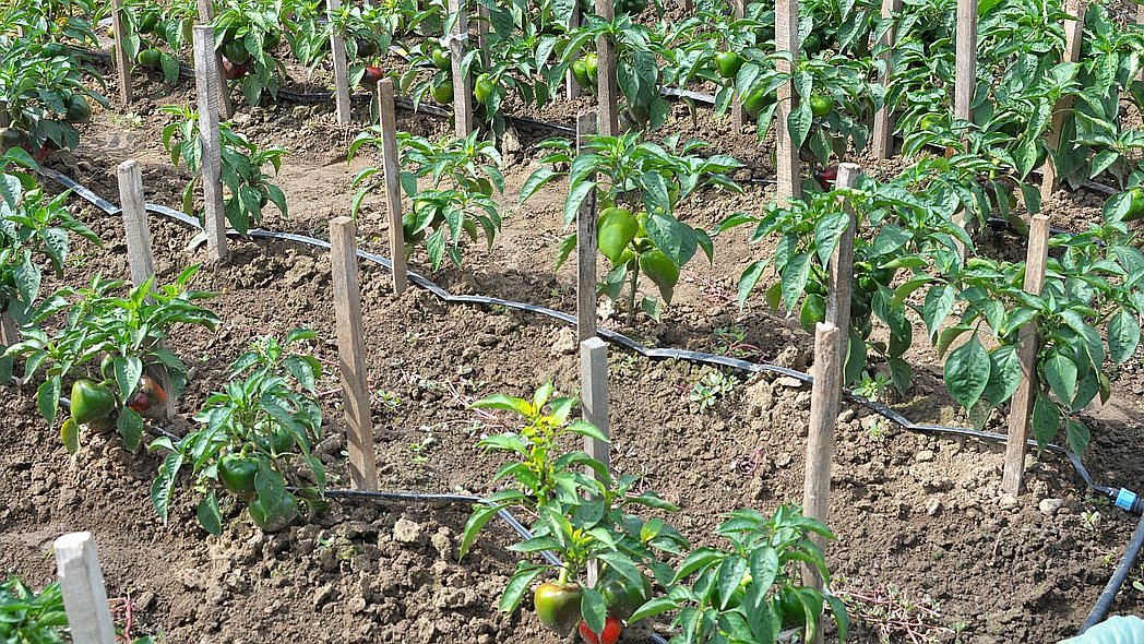 Paprikapflanzen mit auf dem Boden verlegten Bewässerungsschläuchen.