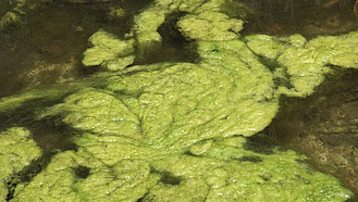 Grünalgen schwimmen an der Wasseroberfläche