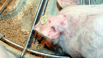 Schwein beim Fressen