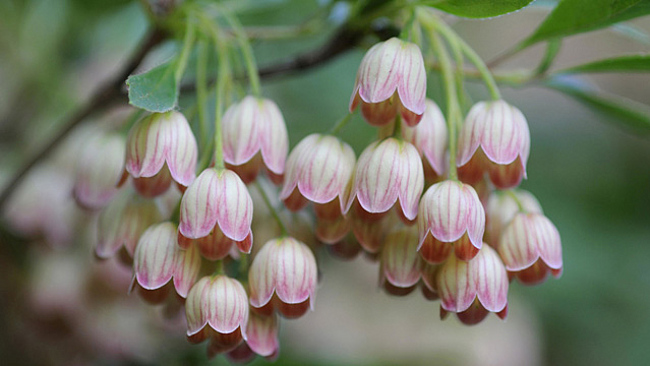 Blühende Prachtglocke (Enkianthus campanulatus)