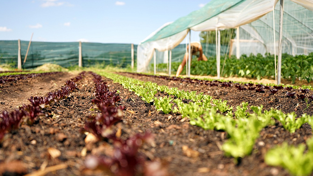 Bodennaher Blick auf ein Salat-Beet in einem Market Gardening-Betrieb, im Hintergrund ein Gewächshaus und ein Zaun.