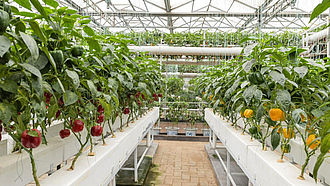 Erdeloses Gewächshaus - Klick führt zu Großansicht im neuen Fenster