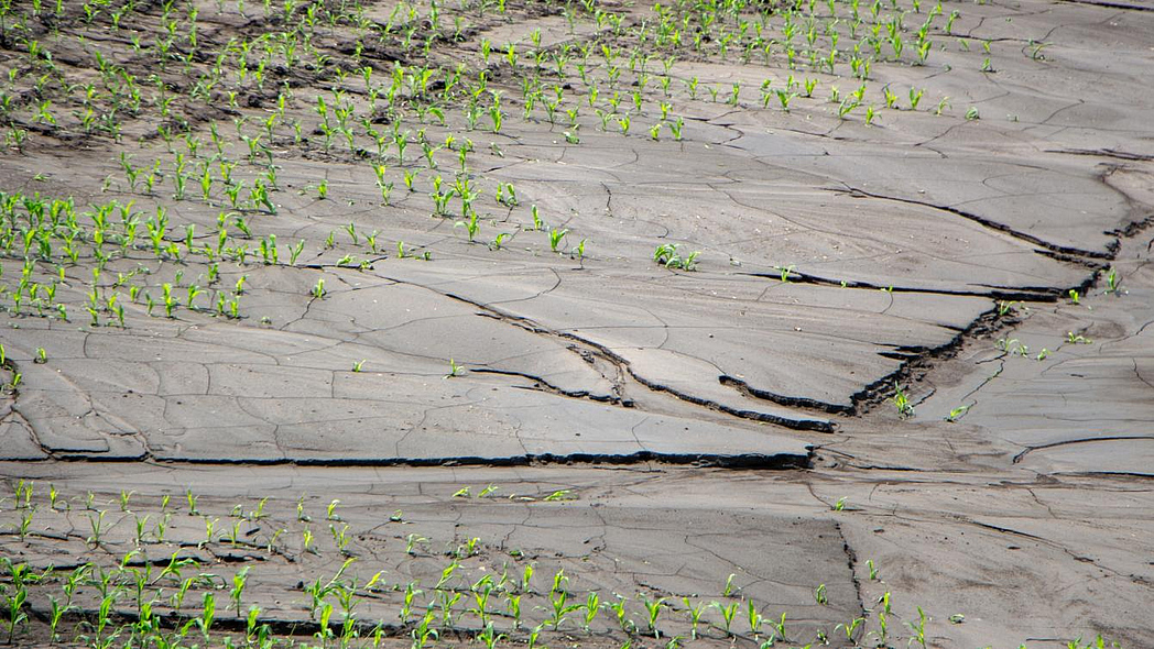 Verschlämmtes Maisfeld mit Jungpflanzen