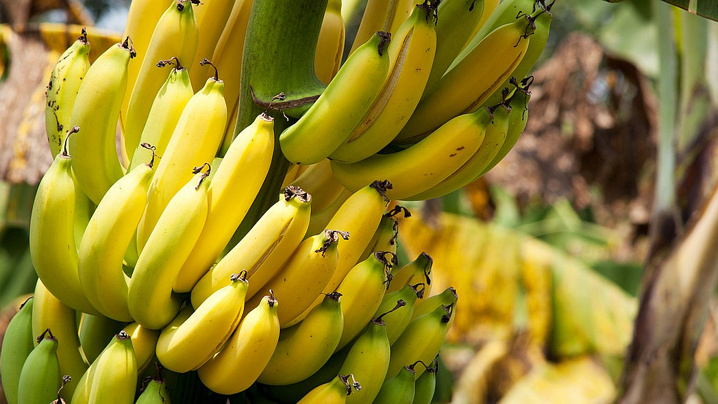 Ein Fruchtstand mit reifen Bananen
