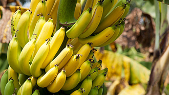 Ein Fruchtstand mit reifen Bananen