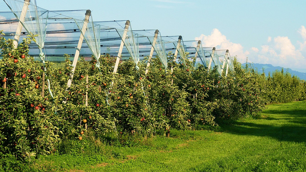 Apfelplantage mit Hagelnetzen