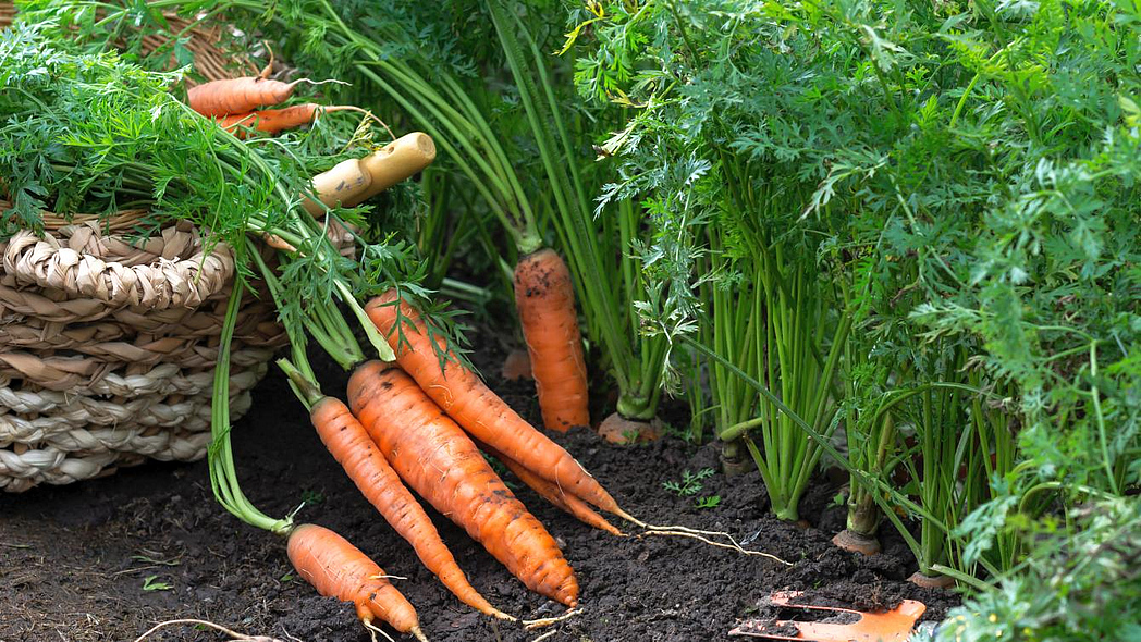 Einige Karotten vor und nach der Ernte. Manche Karotten stecken noch in der Erde, weitere Karotten lehnen an einem Korb.