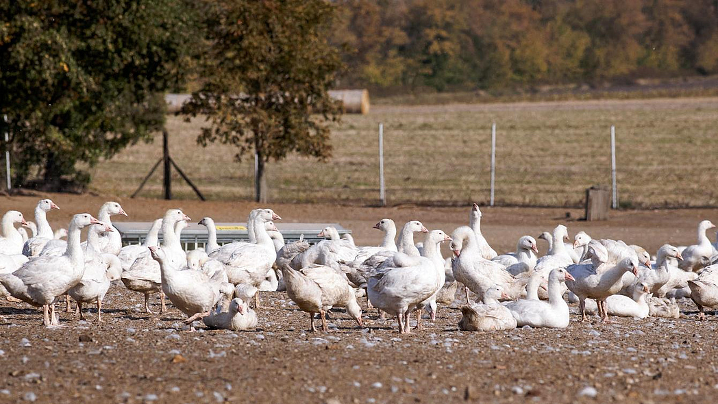 Gänse auf der Weide