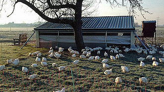 Viele weiße Hühner auf einer Wiese vor einem Hühnerstall.