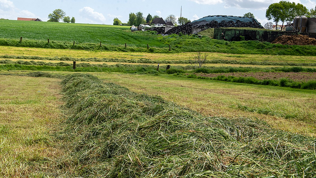 Gemähtes Gras auf einen langen Wall – Schwad genannt – aufgehäuft.