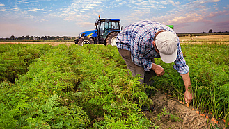 Dammanbau von Möhren. Ein Bauer besieht sich den Bestand, im Hintergrund steht ein Traktor. Dammanbau von Möhren. Ein Bauer besieht sich den Bestand, im Hintergrund steht ein Traktor.