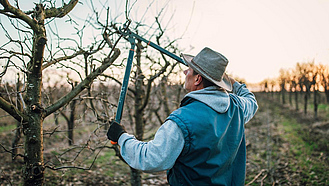 Landwirt beschneidet Obstbäume im Winter