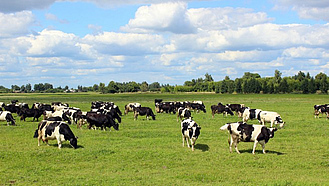 Milchkühe auf der Weide