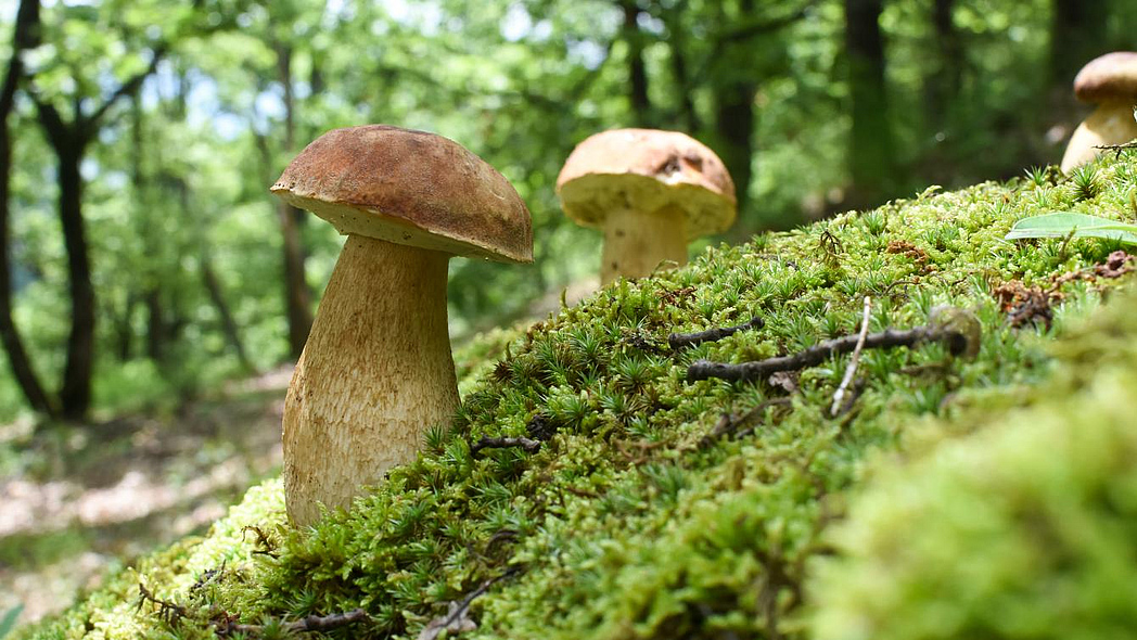 Steinpilze auf mossbewachsenem Waldboden