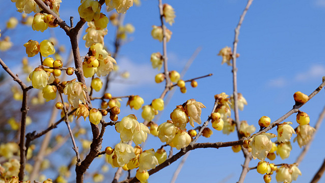 Blühende Winterblüte (Chimonanthus praecox)