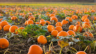 Viele reife Kürbisse liegen auf einem Feld