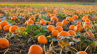 Viele reife Kürbisse liegen auf einem Feld