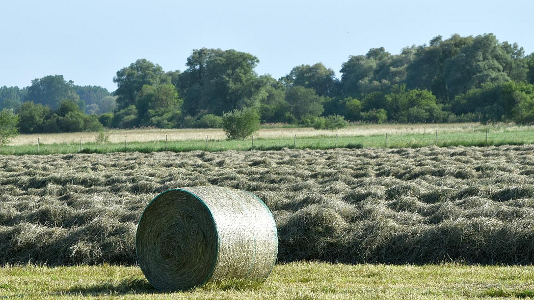 Trockengelegte Moorfläche, die zur Heugewinnung genutzt wird.