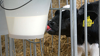 Kalb trinkt an einem Tränkeeimer