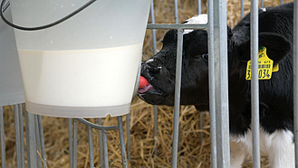 Kalb trinkt an einem Tränkeeimer