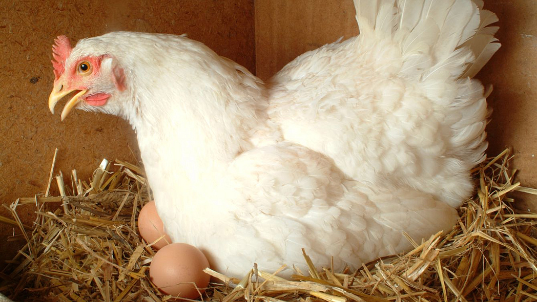 Eine Henne liegt mit zwei Eiern im Legenest.