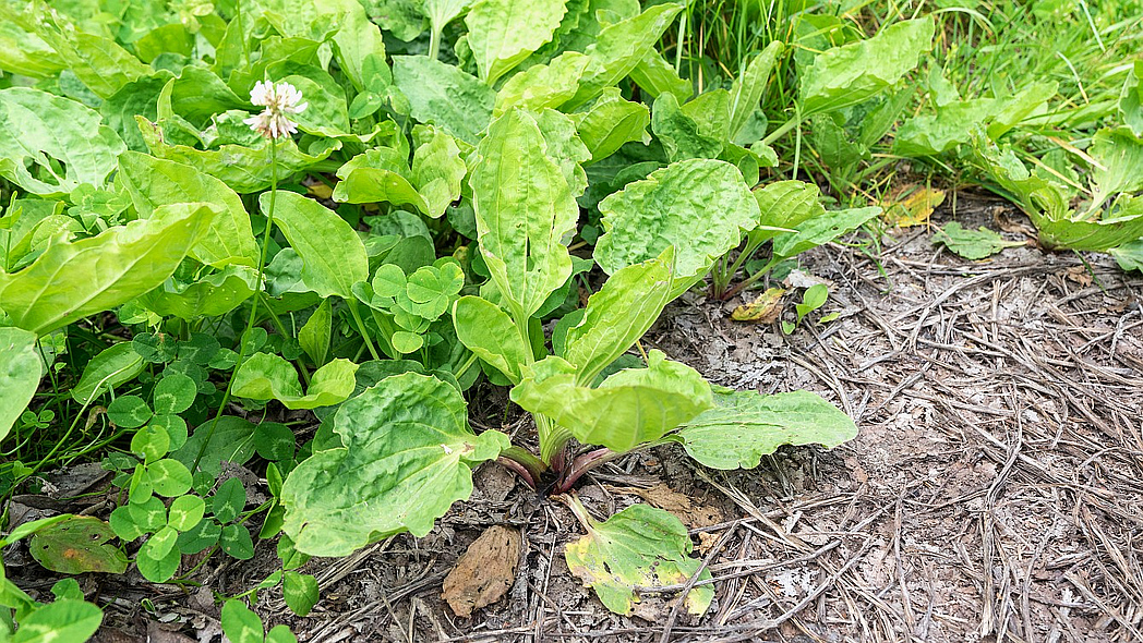 Breitwegerich und Weißkleepflanzen wachsen im Garten