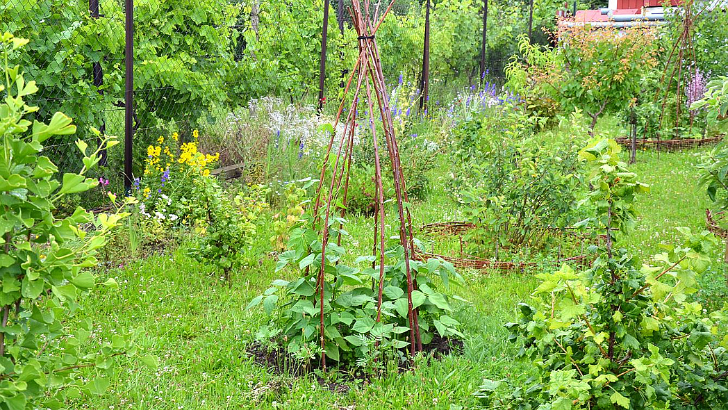 Rankhilfe aus Weiden- oder Haselruten in einem Garten.