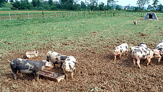 Schweine auf der Weide - Klick führt zu Großansicht im neuen Fenster