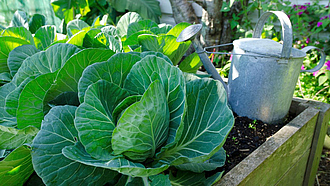 Kohlpflanzen im Hochbeet im Garten im Schatten mit Gießkanne