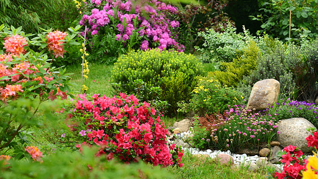 Garten mit Rhododendron in verschiedenen Größen und Farben Garten mit Rhododendron in verschiedenen Größen und Farben