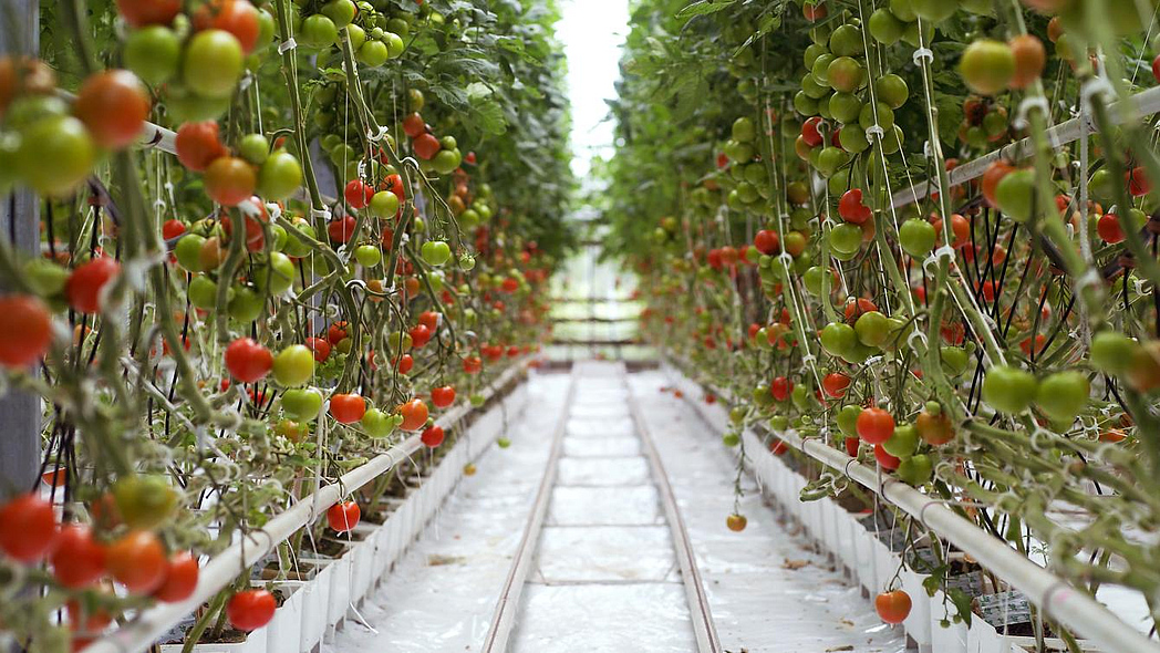 Tomatenpflanzen in einem Gewächshaus