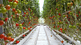 Tomatenpflanzen im Gewächshaus