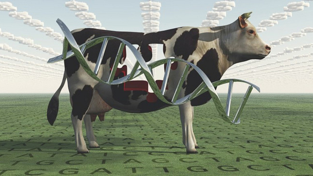 schwarzweiße Kuh mit DNA Doppelhelix
